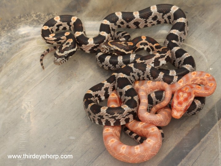 Okeetee Corn Snakes